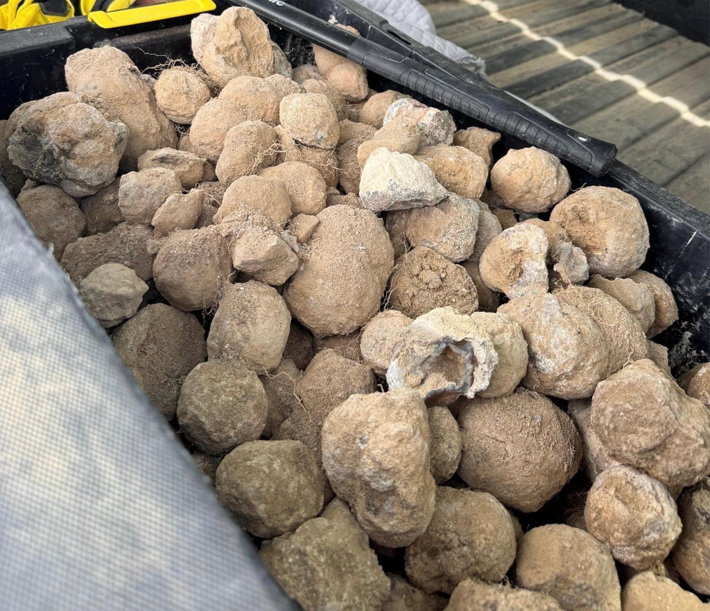 Truck bed filled with numerous rough thundereggs. Various tools, including a shovel and pickaxe, are visible in the truck bed. Yellow work gloves and other tools are also present, suggesting a work or outdoor activity.