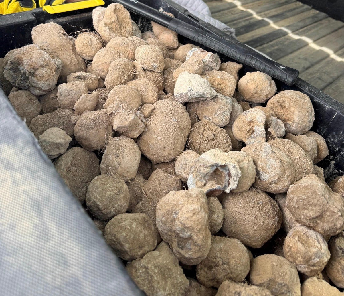 Truck bed filled with numerous rough thundereggs. Various tools, including a shovel and pickaxe, are visible in the truck bed. Yellow work gloves and other tools are also present, suggesting a work or outdoor activity.